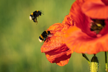 Hummel im Mohnfeld