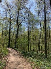 path in the spring forest