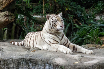Fototapeta premium White Tiger
