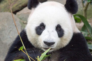 The giant panda