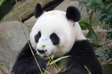 The giant panda