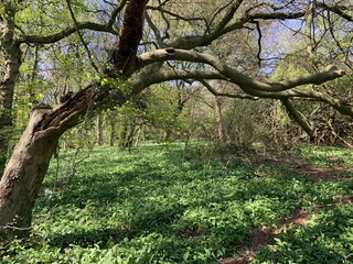 tree in the spring forest