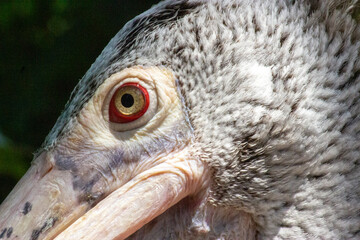 Eye of the pelican
