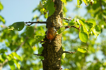Natural gum detection on branch of apricot tree, close up. Apricot orange resin, amber pitch on bark of fruit tree trunk. Solid tree sap. Tear of gum resin  illuminated by sun