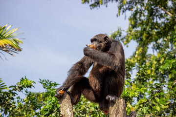 Curious chimp