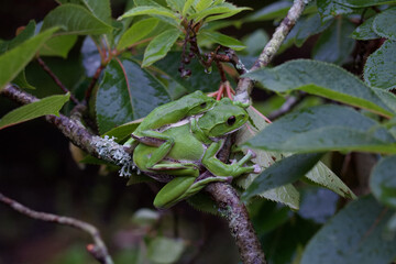 モリアオガエル