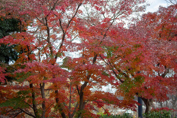 Red trees in Japan