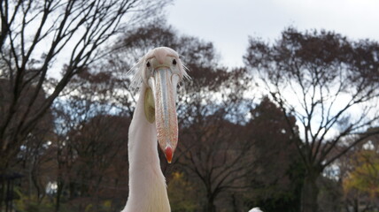 Pelican looks at you