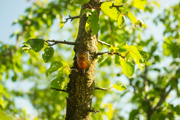 Natural gum detection on branch of apricot tree, close up. Apricot orange resin, amber pitch on...