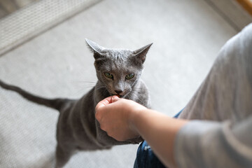 Hungry Russian blue cat gets a treats