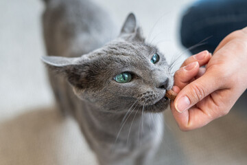 Hungry Russian blue cat gets a treats