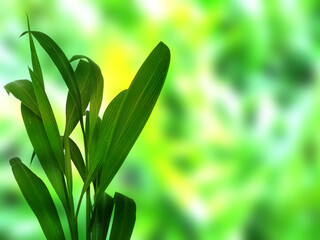 Green leaf background. Beautiful and fresh background. Green plant on blur background.