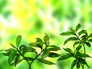 Green leaf background. Beautiful and fresh background. Green plant on blur background.