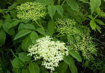 Elderberry blossom, close-up. Blooming elderflower in garden (Sambucus nigra, elder, elderberry,...