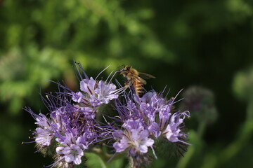 Biene sammelt Nektar auf einer Phaciliablüte