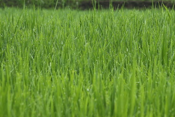 green grass background