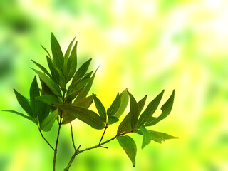 Green leaf background. Beautiful and fresh background. Green plant on blur background.