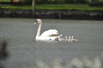 Swan and signets on a river.
