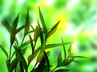 Fototapeta na wymiar Green leaf background. Beautiful and fresh background. Green plant on blur background.