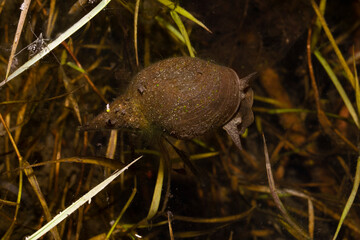 Great pond snail in the still water of a small lake. Place for text.