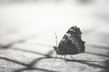 Black and white shot of a butterfly