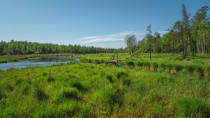 Fototapeta na wymiar Rural landscape with flood waters, marsh meadow grass, swamp hummock with convex grass