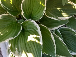 close up of green leaves