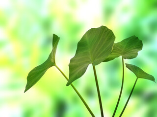 Green leaf background. Beautiful and fresh background. Green plant on blur background.