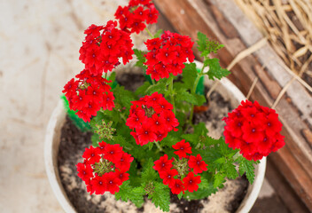 Red geranium in flower pot.