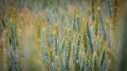 Fototapeta premium Kornfeld Makro