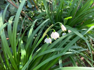 Obraz premium blooming spring knot flower