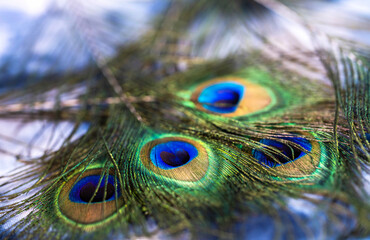 peacock feathers thrown on a blue cloth, close-up
