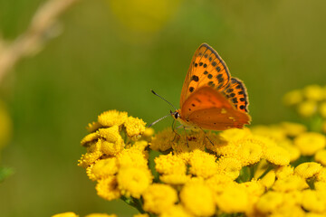 Großer Feuerfalter (Lycaena dispar) Weibchen	