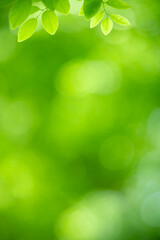 Obraz premium Nature of green leaf in garden at summer. Natural green leaves plants using as spring background cover page greenery environment ecology wallpaper