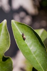 Little wasp on a orange tree leaf