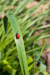 Red bug on a green leaf