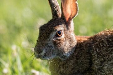 Eastern Cottontail rabbit, Sylvilagus floridanus, in early morning sun closeup