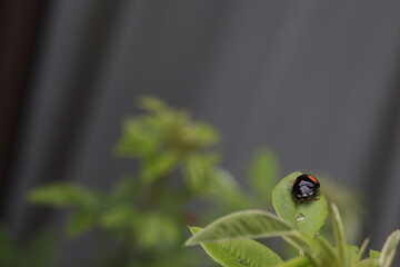 A ladybug stays on a green leaf.
