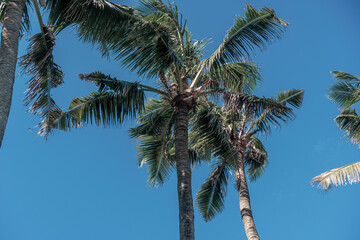 Naklejka na ściany i meble Photo of tall green palm trees against a blue sky