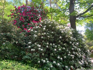pink and white rhododendron