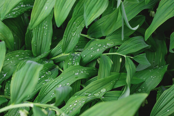 Fototapeta premium A lot of green leaves with dew drops.