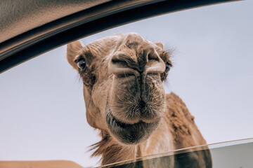 Wild Camels in Desert, road trip in Desert, Middle East, Camel, Road, Car