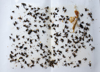 Glue to trap the fly on the white paper