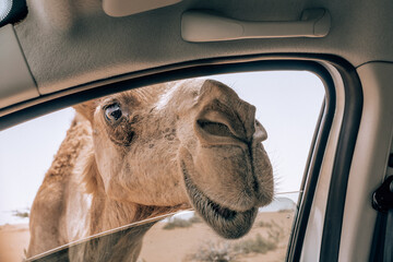 Wild Camels in Desert, road trip in Desert, Middle East, Camel, Road, Car