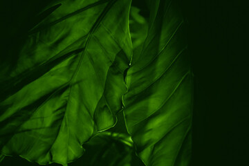 Green tropical tree leaf close-up in the dark with lighting with lines along the leaf