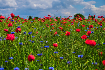 Field with poppies and cornflowers on a summer sunny day