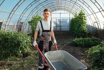 Happy farmer at work in greenhouse.Man with a garden wheelbarrow in a greenhouse