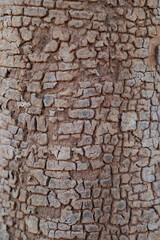 Strange patterns from the bark of the tree trunk