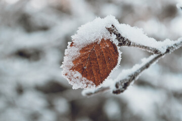 Trees and leaves were covered with frost.
