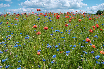 Field with poppies and cornflowers on a summer sunny day